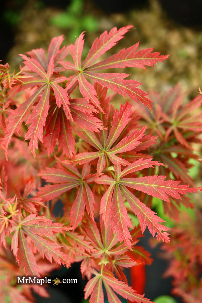 - Acer palmatum 'Orion' Dwarf Red Japanese Maple - Mr Maple │ Buy Japanese Maple Trees