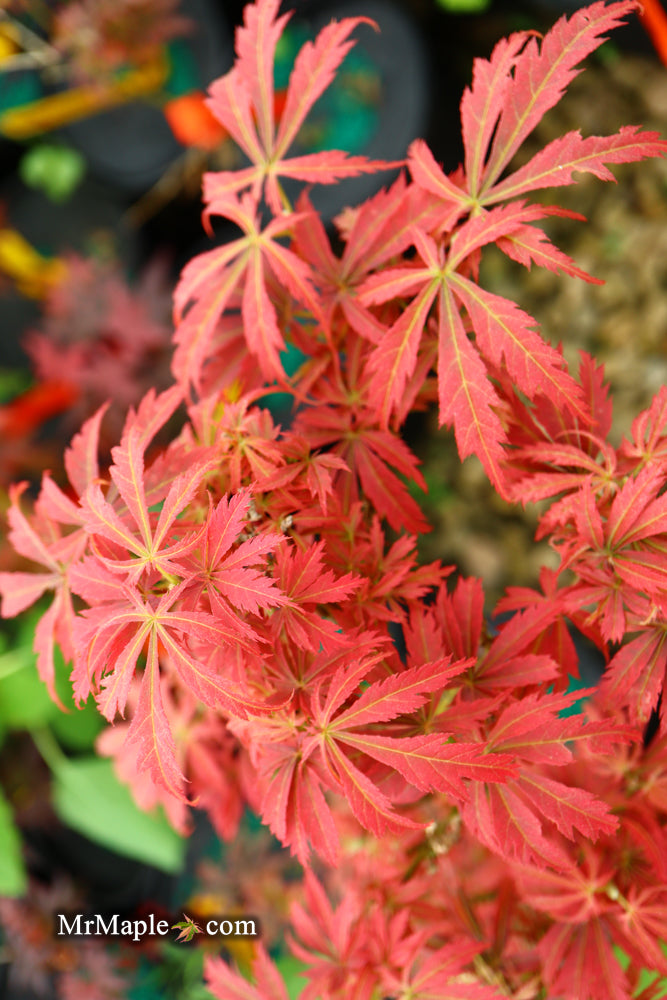 - Acer palmatum 'Orion' Dwarf Red Japanese Maple - Mr Maple │ Buy Japanese Maple Trees
