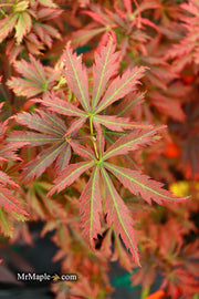 - Acer palmatum 'Orion' Dwarf Red Japanese Maple - Mr Maple │ Buy Japanese Maple Trees
