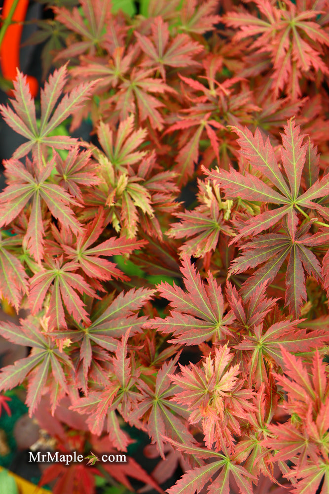 - Acer palmatum 'Orion' Dwarf Red Japanese Maple - Mr Maple │ Buy Japanese Maple Trees