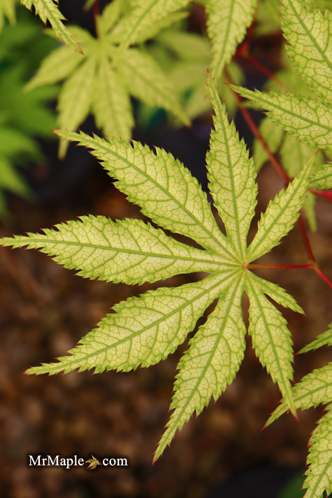 - Acer palmatum 'Grandma Ghost' Japanese Maple - Mr Maple │ Buy Japanese Maple Trees