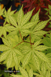 - Acer palmatum 'Grandma Ghost' Japanese Maple - Mr Maple │ Buy Japanese Maple Trees
