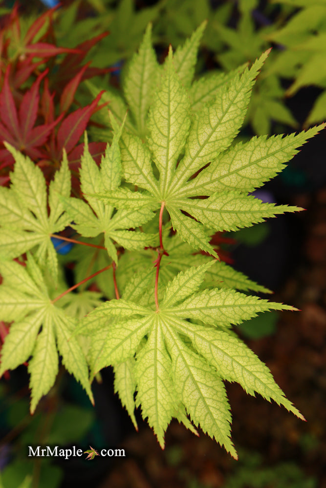 - Acer palmatum 'Grandma Ghost' Japanese Maple - Mr Maple │ Buy Japanese Maple Trees