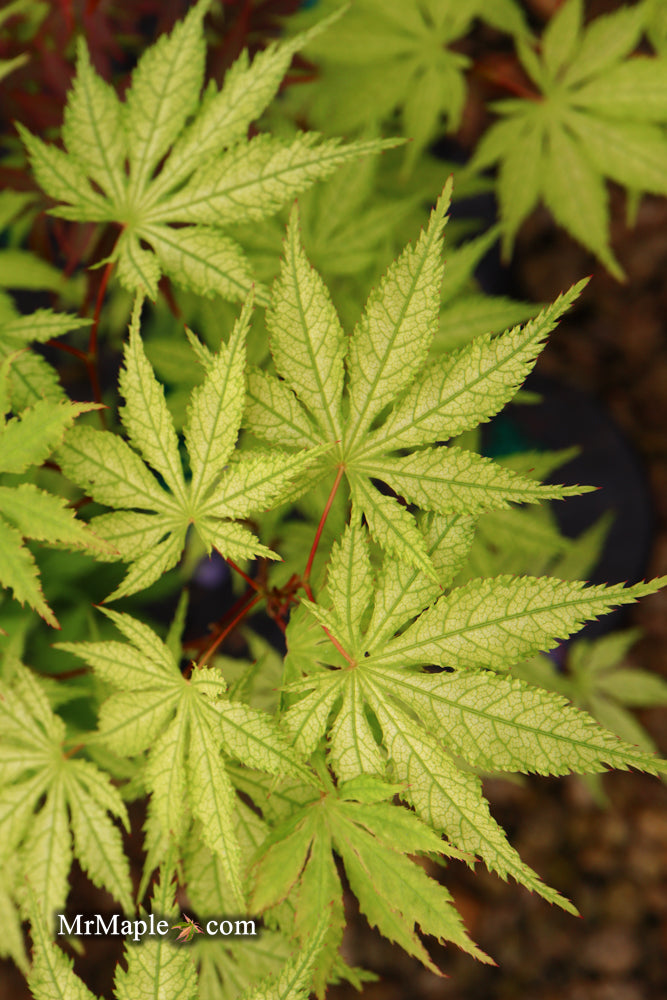 - Acer palmatum 'Grandma Ghost' Japanese Maple - Mr Maple │ Buy Japanese Maple Trees