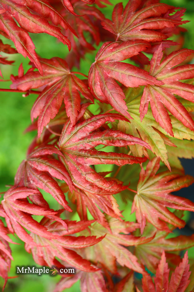 - Acer palmatum x 'Purple Curl' Japanese Maple - Mr Maple │ Buy Japanese Maple Trees