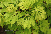 - FOR PICKUP ONLY | Acer japonicum 'Mai kujaku' Dancing Peacock Japanese Maple | DOES NOT SHIP - Mr Maple │ Buy Japanese Maple Trees