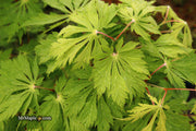 - FOR PICKUP ONLY | Acer japonicum 'Mai kujaku' Dancing Peacock Japanese Maple | DOES NOT SHIP - Mr Maple │ Buy Japanese Maple Trees