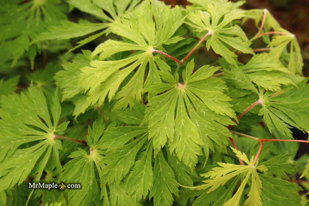 FOR PICKUP ONLY | Acer japonicum 'Mai kujaku' Dancing Peacock Japanese Maple | DOES NOT SHIP