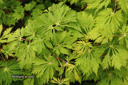 - FOR PICKUP ONLY | Acer japonicum 'Mai kujaku' Dancing Peacock Japanese Maple | DOES NOT SHIP - Mr Maple │ Buy Japanese Maple Trees