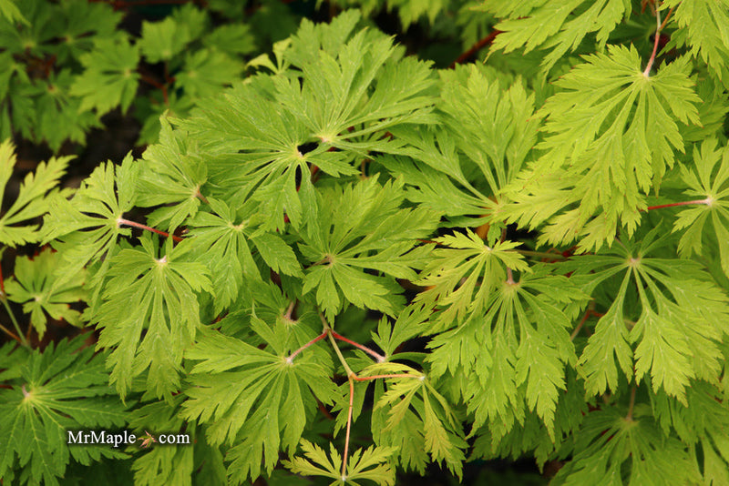 - FOR PICKUP ONLY | Acer japonicum 'Mai kujaku' Dancing Peacock Japanese Maple | DOES NOT SHIP - Mr Maple │ Buy Japanese Maple Trees