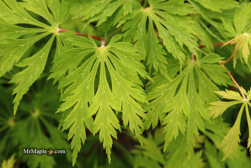 - FOR PICKUP ONLY | Acer japonicum 'Mai kujaku' Dancing Peacock Japanese Maple | DOES NOT SHIP - Mr Maple │ Buy Japanese Maple Trees