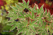 - FOR PICK UP ONLY | Acer palmatum 'Butterfly' Japanese Maple | DOES NOT SHIP - Mr Maple │ Buy Japanese Maple Trees