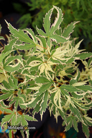 - FOR PICK UP ONLY | Acer palmatum 'Butterfly' Japanese Maple | DOES NOT SHIP - Mr Maple │ Buy Japanese Maple Trees