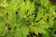 - FOR PICKUP ONLY | Acer japonicum 'Mai kujaku' Dancing Peacock Japanese Maple | DOES NOT SHIP - Mr Maple │ Buy Japanese Maple Trees