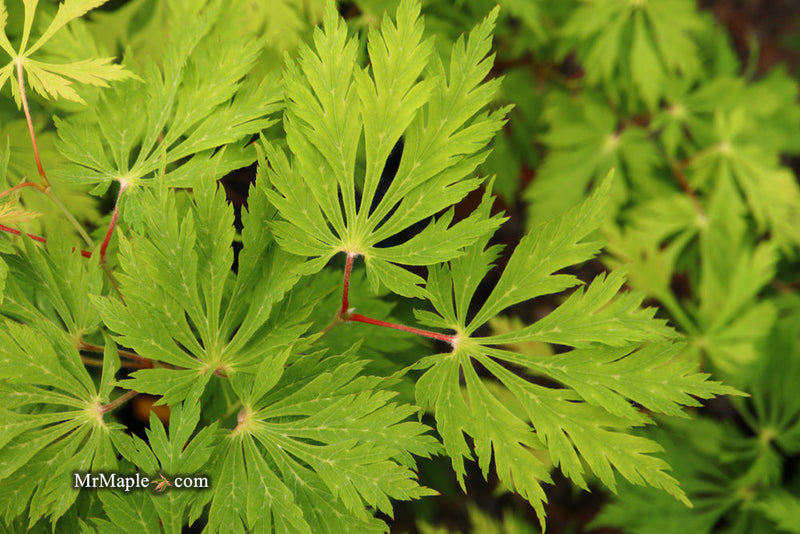 - FOR PICKUP ONLY | Acer japonicum 'Mai kujaku' Dancing Peacock Japanese Maple | DOES NOT SHIP - Mr Maple │ Buy Japanese Maple Trees
