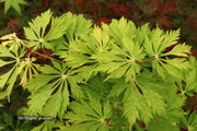 - FOR PICKUP ONLY | Acer japonicum 'Mai kujaku' Dancing Peacock Japanese Maple | DOES NOT SHIP - Mr Maple │ Buy Japanese Maple Trees