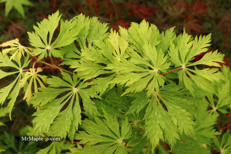 - FOR PICKUP ONLY | Acer japonicum 'Mai kujaku' Dancing Peacock Japanese Maple | DOES NOT SHIP - Mr Maple │ Buy Japanese Maple Trees