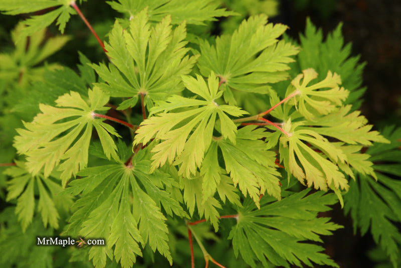 - FOR PICKUP ONLY | Acer japonicum 'Mai kujaku' Dancing Peacock Japanese Maple | DOES NOT SHIP - Mr Maple │ Buy Japanese Maple Trees