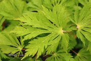- FOR PICKUP ONLY | Acer japonicum 'Mai kujaku' Dancing Peacock Japanese Maple | DOES NOT SHIP - Mr Maple │ Buy Japanese Maple Trees