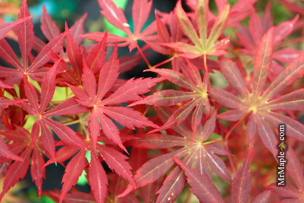 Acer shirasawanum 'Little Fella' Dwarf Red Japanese Maple Tree
