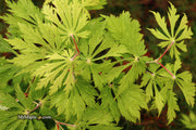 - FOR PICKUP ONLY | Acer japonicum 'Mai kujaku' Dancing Peacock Japanese Maple | DOES NOT SHIP - Mr Maple │ Buy Japanese Maple Trees