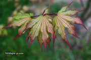- Acer palmatum 'Firefly' Japanese Maple - Mr Maple │ Buy Japanese Maple Trees