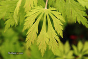 - FOR PICKUP ONLY | Acer japonicum 'Mai kujaku' Dancing Peacock Japanese Maple | DOES NOT SHIP - Mr Maple │ Buy Japanese Maple Trees