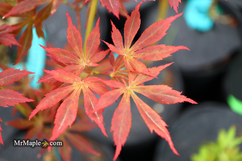 Acer shirasawanum 'Little Fella' Dwarf Red Japanese Maple Tree