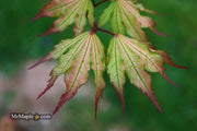 - Acer palmatum 'Firefly' Japanese Maple - Mr Maple │ Buy Japanese Maple Trees