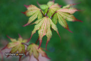 - Acer palmatum 'Firefly' Japanese Maple - Mr Maple │ Buy Japanese Maple Trees
