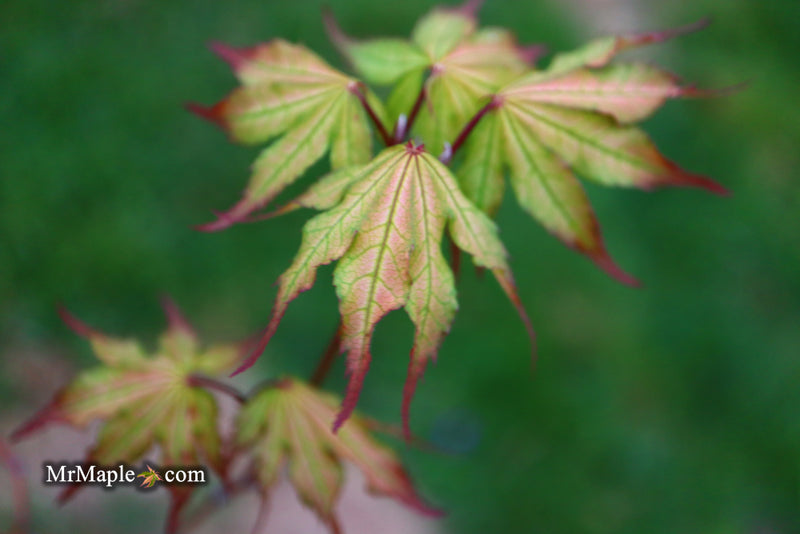- Acer palmatum 'Firefly' Japanese Maple - Mr Maple │ Buy Japanese Maple Trees