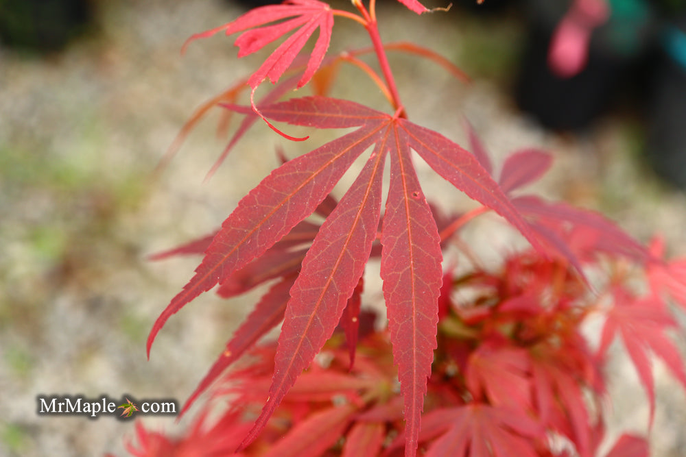 Acer palmatum 'Wolff's Broom' Japanese Maple
