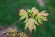 - Acer palmatum 'Firefly' Japanese Maple - Mr Maple │ Buy Japanese Maple Trees