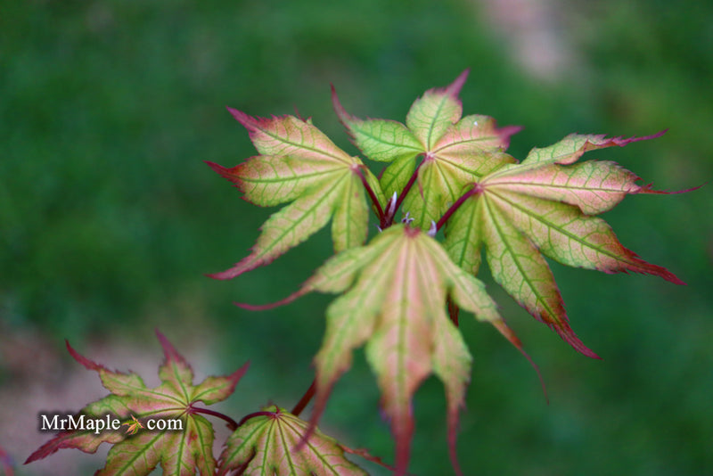 - Acer palmatum 'Firefly' Japanese Maple - Mr Maple │ Buy Japanese Maple Trees