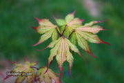 - Acer palmatum 'Firefly' Japanese Maple - Mr Maple │ Buy Japanese Maple Trees