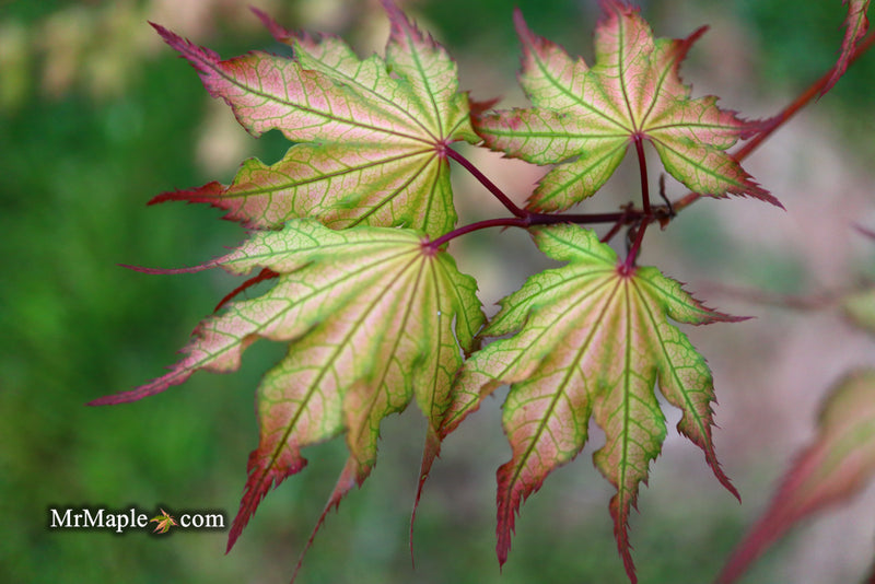 - Acer palmatum 'Firefly' Japanese Maple - Mr Maple │ Buy Japanese Maple Trees