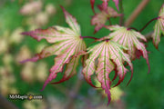- Acer palmatum 'Firefly' Japanese Maple - Mr Maple │ Buy Japanese Maple Trees