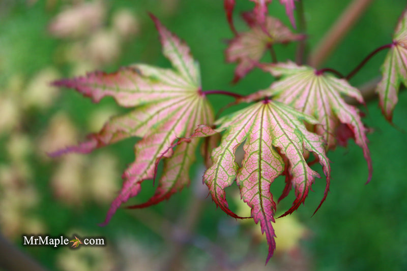 - Acer palmatum 'Firefly' Japanese Maple - Mr Maple │ Buy Japanese Maple Trees
