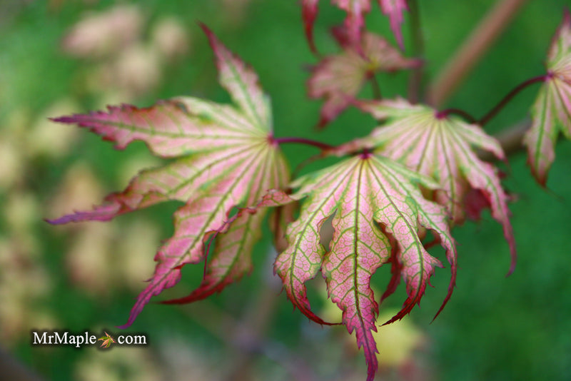 - Acer palmatum 'Firefly' Japanese Maple - Mr Maple │ Buy Japanese Maple Trees