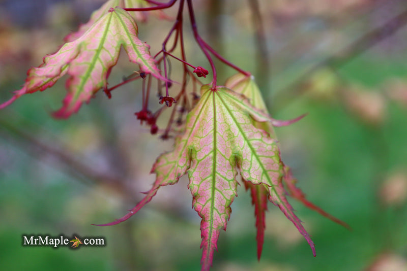 - Acer palmatum 'Firefly' Japanese Maple - Mr Maple │ Buy Japanese Maple Trees