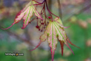 - Acer palmatum 'Firefly' Japanese Maple - Mr Maple │ Buy Japanese Maple Trees