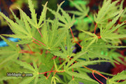 - Acer palmatum 'Green Strap' Rare Japanese Maple - Mr Maple │ Buy Japanese Maple Trees