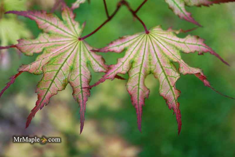 - Acer palmatum 'Firefly' Japanese Maple - Mr Maple │ Buy Japanese Maple Trees