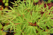- Acer palmatum 'Green Strap' Rare Japanese Maple - Mr Maple │ Buy Japanese Maple Trees