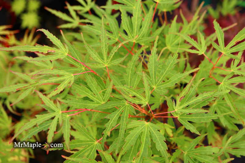 - Acer palmatum 'Green Strap' Rare Japanese Maple - Mr Maple │ Buy Japanese Maple Trees