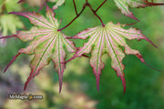 - Acer palmatum 'Firefly' Japanese Maple - Mr Maple │ Buy Japanese Maple Trees