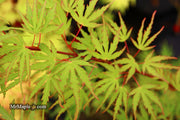 - Acer palmatum 'Green Strap' Rare Japanese Maple - Mr Maple │ Buy Japanese Maple Trees