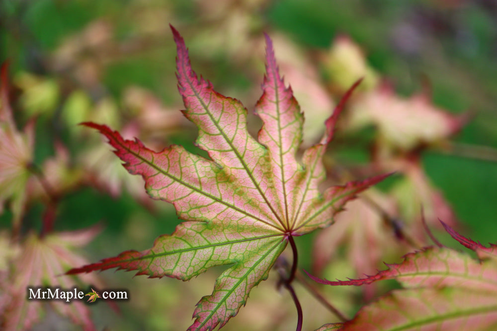 Acer palmatum 'Firefly' Japanese Maple