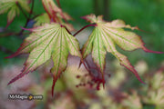 - Acer palmatum 'Firefly' Japanese Maple - Mr Maple │ Buy Japanese Maple Trees