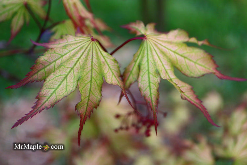 - Acer palmatum 'Firefly' Japanese Maple - Mr Maple │ Buy Japanese Maple Trees